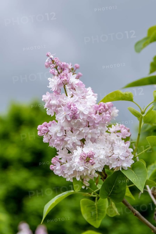 Sweet lilac (Syringa vulgaris BEAUTY OF MOSCOW), Pruhonice Dendrological Garden, Czech Republic