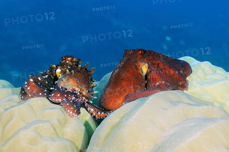 Octopus, Octopus (Octopus vulgarsi) mating, Great Barrier Reef, Unesco World Heritage Site, Coral Sea, Coral Sea, Pacific Ocean, Cairns, Queensland, Australia