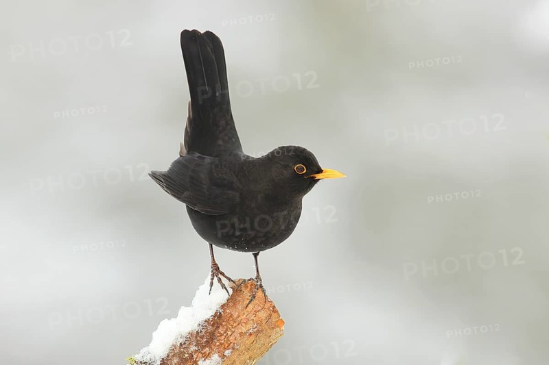Blackbird (Turdus merula) male, sitting attentively on a branch covered with snow, wildlife, winter, Siegerland animals, birds, North Rhine-Westphalia, Germany
