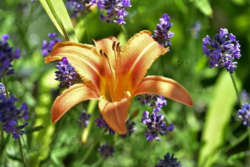 Flowering daylily (Hemerocallis fulva) amidst a flowering lavender (Lavandula angustifolia), Bavaria, Germany