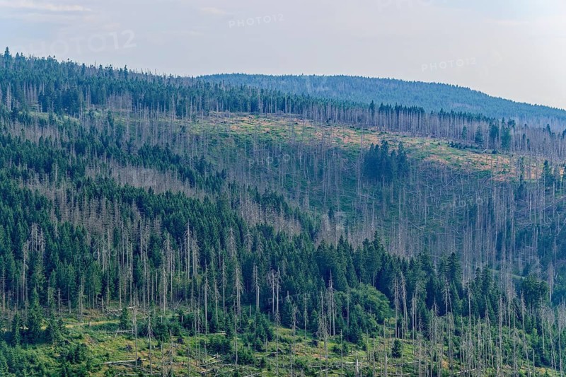 Forest landscape, coniferous forest with dead wood, in the Harz National Park. Harz, Landkreis Goslar, Lower Saxony, Germany