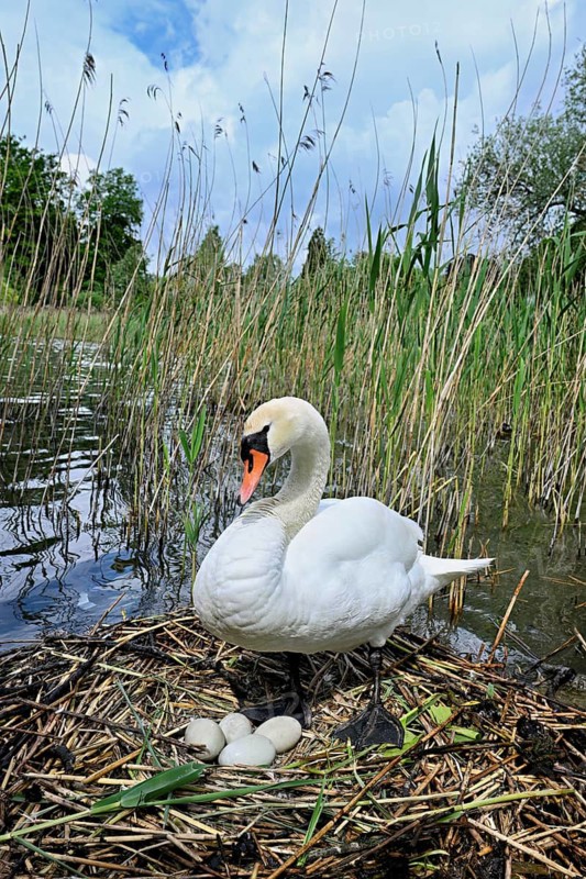 Mute swan (Cygnus olor), adult female standing on nest next to clutch of four eggs, Lake Zug, Cham, Switzerland