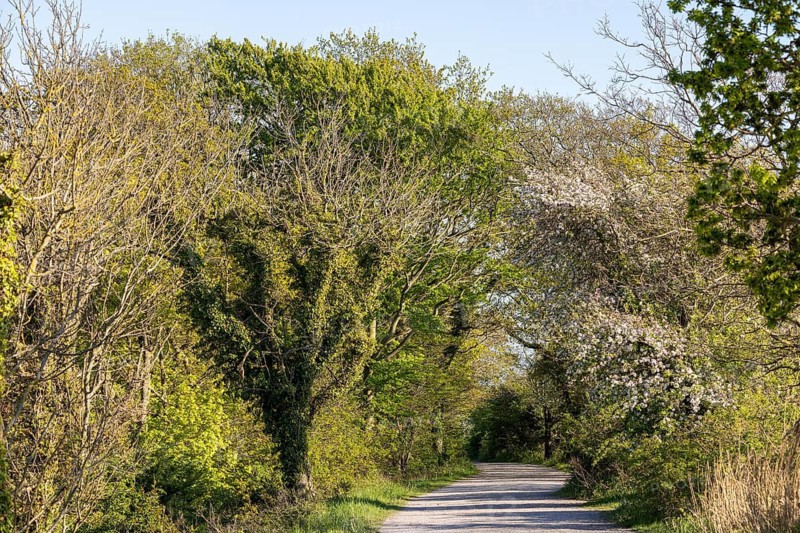 Trees, path, Goldhöft, Geltinger Birk Nature Reserve, Gelting, Schleswig-Holstein, Germany