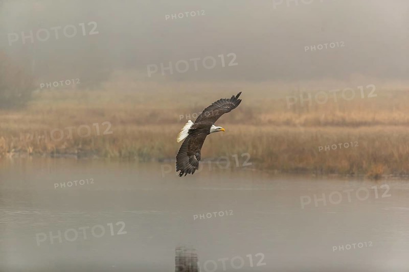 One Bald Eagle, Haliaeetus leucocephalus, flying over a small pond with reed gras on a foggy cold autumn day