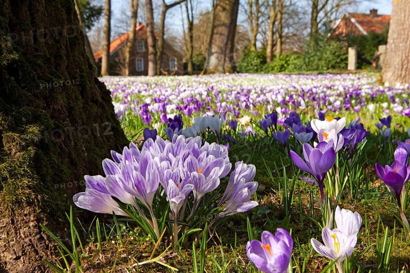 Crocuses, spring crocuses, crocus field, carpet of flowers, spring saffron, iris family, Backemoor, East Frisia, Germany