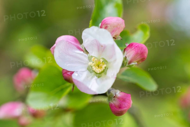 Blossom apple tree, Germany