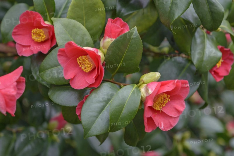 Camellia (Camellia japonica 'Pillnitzer Kamelie'), Botanical Collection Landschloss Pirna-Zuschendorf, Zuschendorf, Saxony, Germany