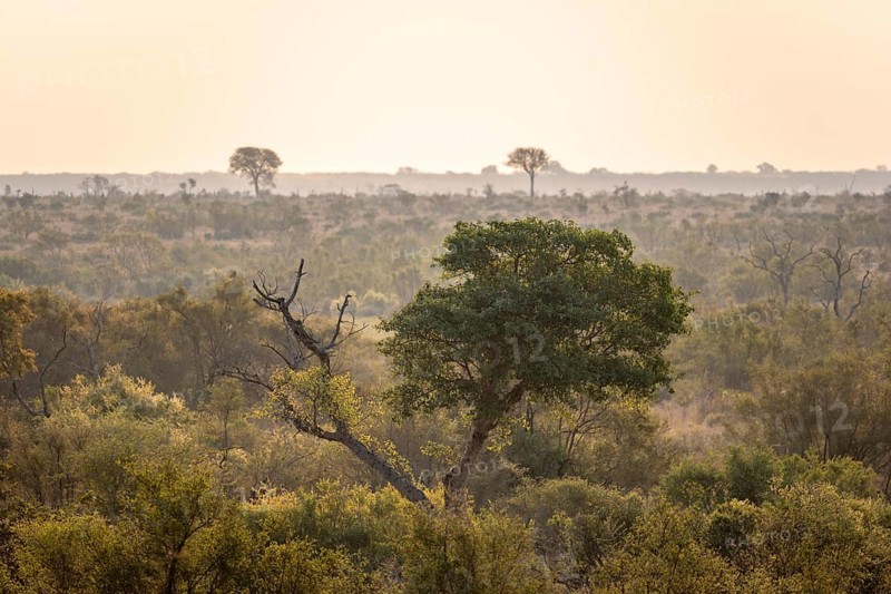 Forest, landscape with green trees at sunset, Kruger National Park, South Africa