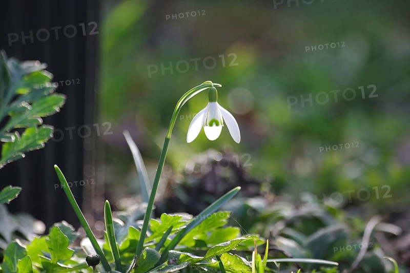 Snowdrop (Galanthus), white, single flower, bright