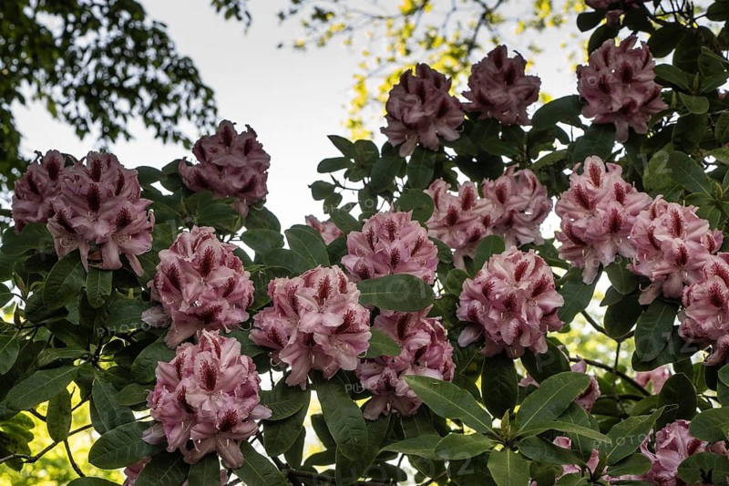 Rhododendron blossom (Rhododendron Furnivalls Daughter), Emsland, Lower Saxony, Germany