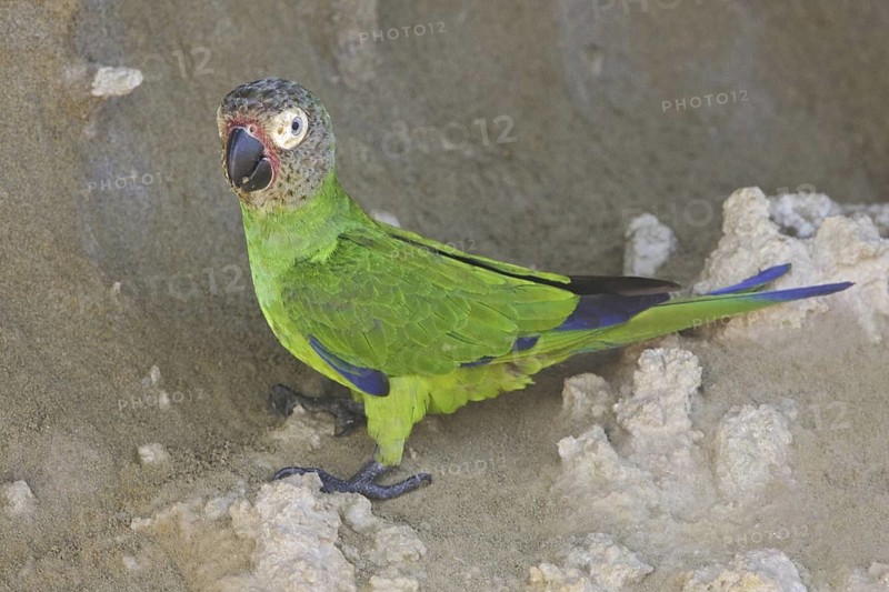 Dusky-headed Parakeet (Aratinga weddellii), Ecuador