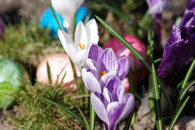 Crocuses (Crocus), Easter egg, colourful, spring, Easter, A colourful Easter motif with flowers and eggs