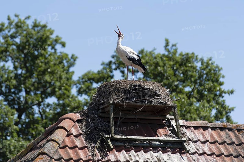 White Stork (Ciconia ciconia) nest, Brandenburg, Germany