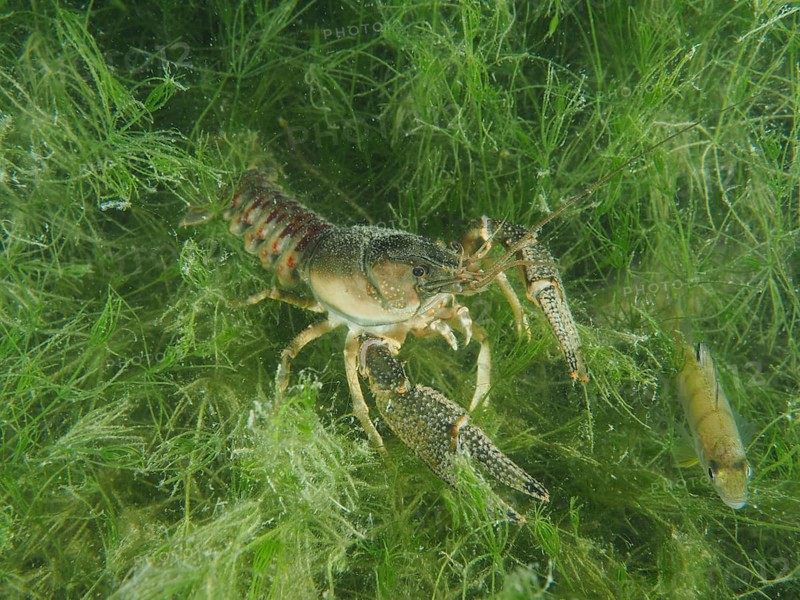 Crayfish (Faxonius limosus), American crayfish, invasive species, moves through green algae in clear water, Wildsau dive site, Berlingen, Lake Constance, Switzerland