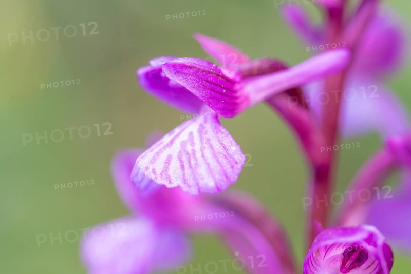 A delicate macro shot capturing the vibrant details and textures of Orchis x subpapilionacea, set against a soft, green background