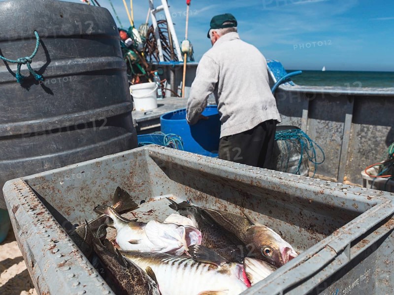 Freshly caught cod in the box and fishermen on cutter in background in Poland