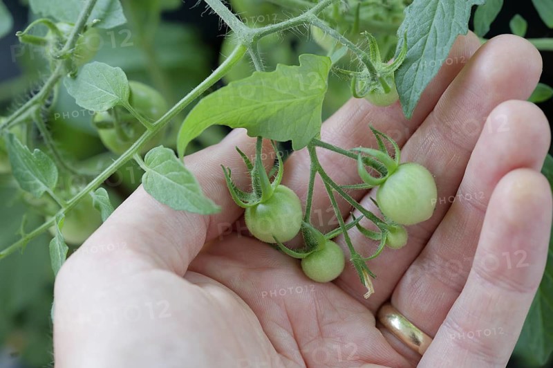 Tomato plants with young green fruits, germany. tomato, plant, hand, leaf, nature, growth, hands, agriculture, life, care, holding, tree, seedling, gardening, concept, ecology, new, environment, protection, spring, people, planting, sprout, garden, small