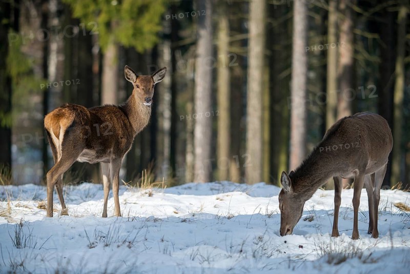 Artiodactyla, Cervus Elaphus, even-toed ungulate, cloven-hoofed, red deer, deer, deer, mammals, snow, mammals, winter