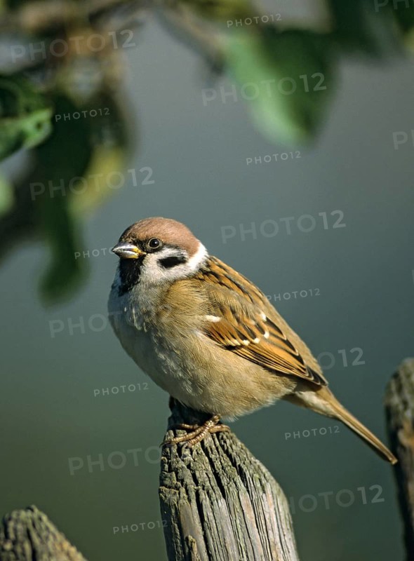 Tree Sparrow, Passer Montanus, Tree Sparrow, Birds, Garden, Garden Fence, Garden Fence, High Size, Portrait, Leo, Passeri, Songbirds, Sparrow, Sparrow, Sparrow, Sparrow, Sparrow, Sparrow