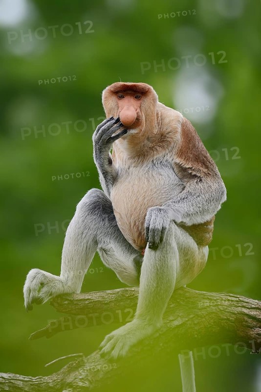 Proboscis monkey (Nasalis larvatus), male perched on a branch, in captivity, found on Borneo