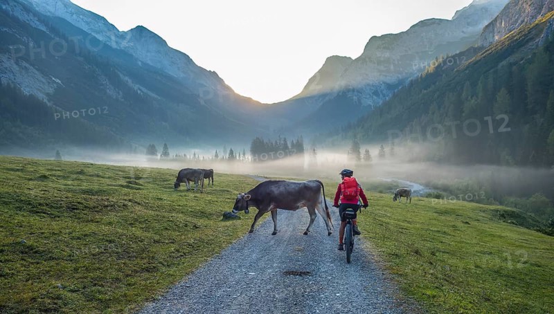 Woman, with electrical mountain bike meets a herd of cows in the Karwendel Valley, Tirol, Austria