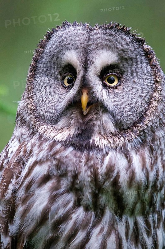 Bearded owl, Finland, Great Grey Owl, Strix nebulosa, birds, owls, female, high size, portrait format, owls, strigiformes, birds, female