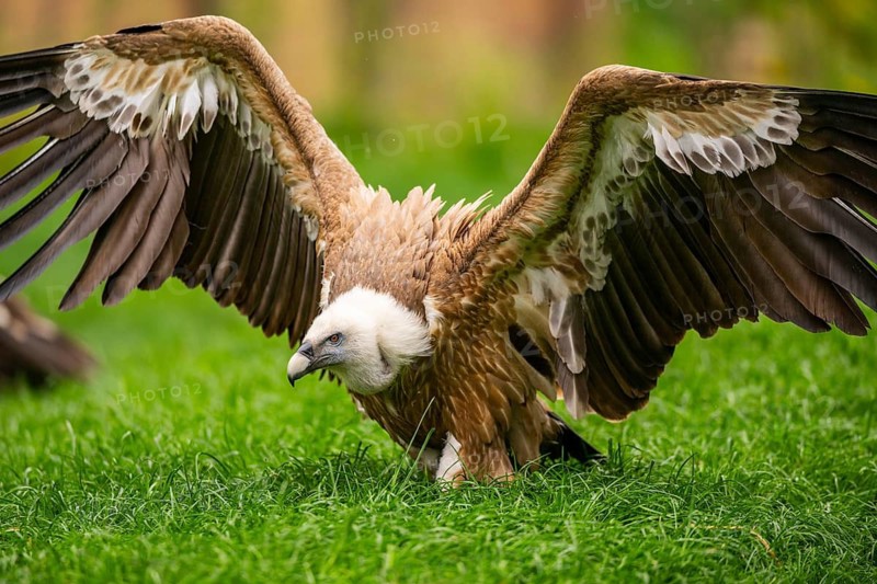 Griffon Vultures (Gyps fulvus) starts flying from a meadow in spring, bavaria, Germany