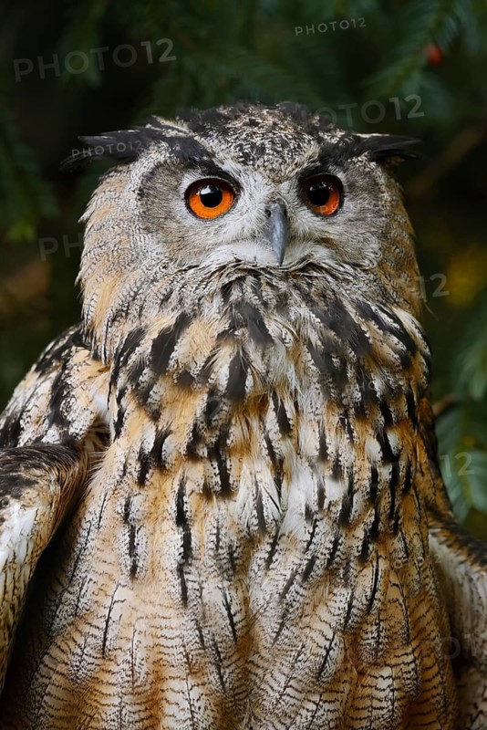 European eagle owl (Bubo bubo), portrait, North Rhine-Westphalia, Germany