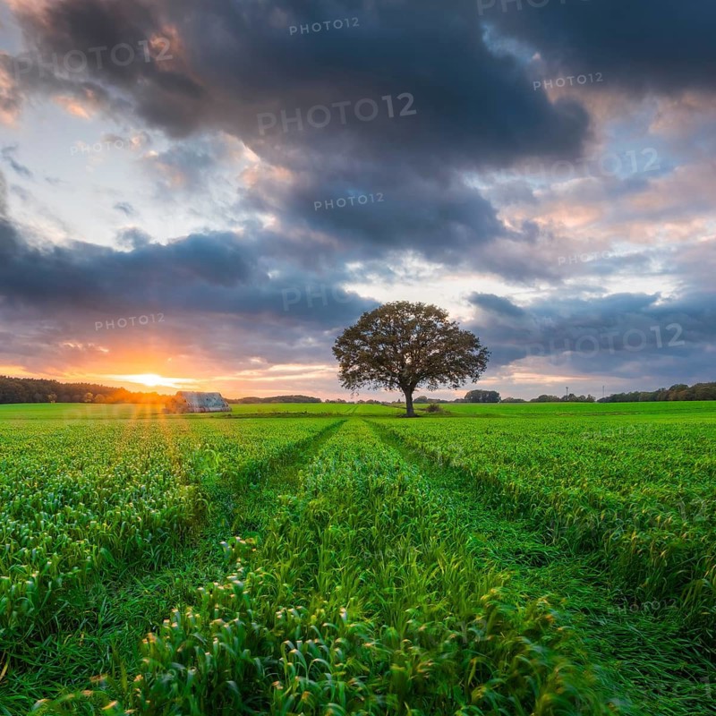 Husum, Nienburg, Lower Saxony, Germany