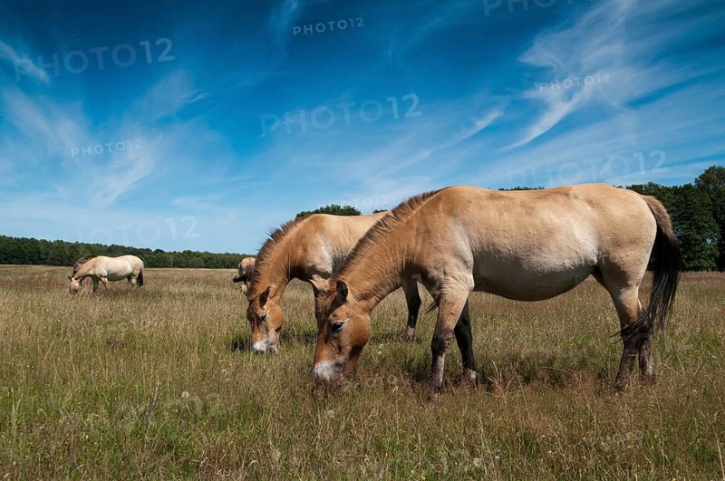 Asian wild horse, Equus Przewalskii, Mongolian wild horse, odd-toed ungulates, perissodactyla, Przewalski's horse, tachi, horses, mammals, horses, mammals, impair ungulates