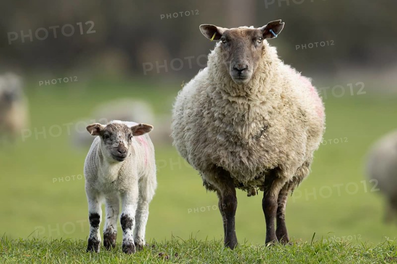 Domestic sheep (Ovis aries) adult mother ewe and juvenile baby lamb farm animals in a grass field in spring, England, United Kingdom