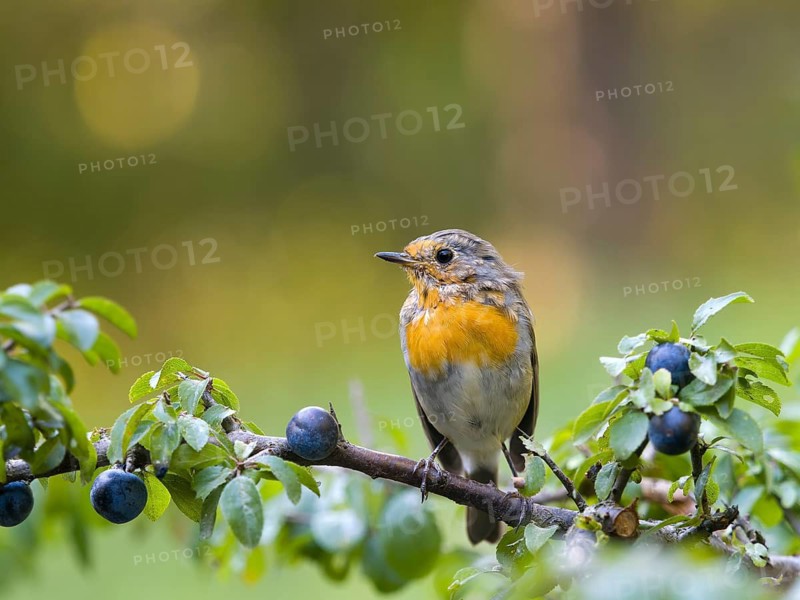Robin (Erithacus rubecula), a young bird perched on a blackthorn branch (Prunus spinosa), Hesse, Germany