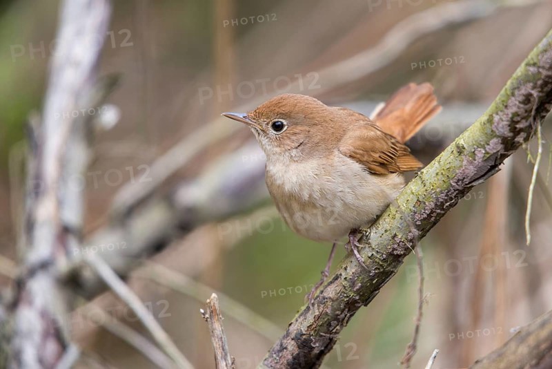 Luscinia megarhynchos, nightingale, birds, passeri, songbirds, songbirds, birds