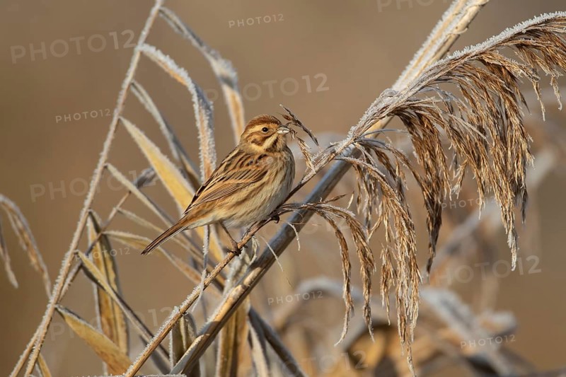 Reed bunting (Emberiza schoeniclus) adult female bird in a frost covered reedbed in winter, England, United Kingdom