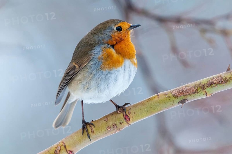 Erithacus rubecula, robin, robins, birds, passeri, songbirds, birds
