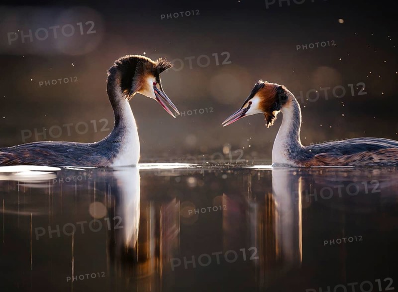 Great Crested Grebe (Podiceps cristatus), courting pair, Zurich, Switzerland