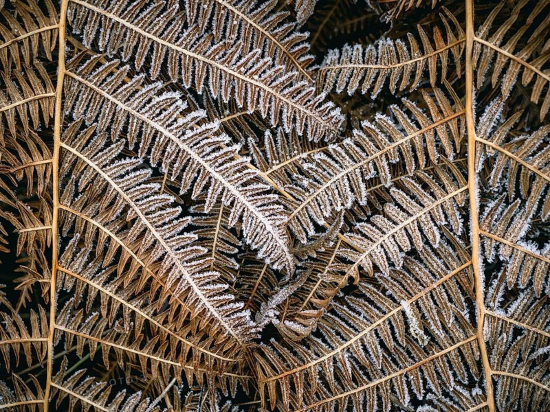 Fern leaves covered with hoarfrost, Sauerland, North Rhine-Westphalia, Germany