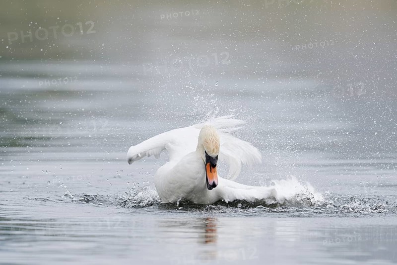 Mute swan (Cygnus olor), bathing, North Rhine-Westphalia, Germany