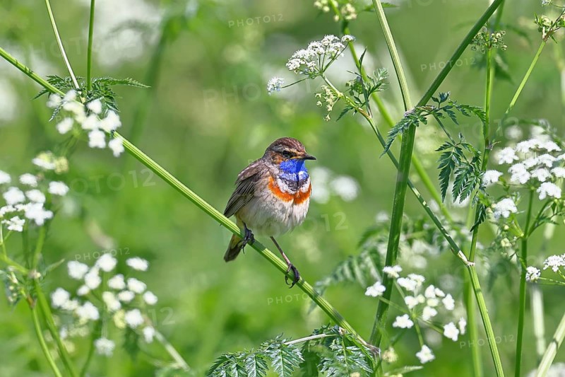White-starred bluethroat (Luscinia svecica cyanecula), male, perched on wood chervil (Anthriscus sylvestris), songbird, wildlife, Ochsenmoor, nature photography, Dümmer See nature park Park, Hüde, Lower Saxony, Germany