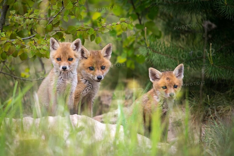 Carnivora, predators, red fox, vulpes vulpes, fox, adolescent, juvenile, mammals, raptors, mammals, puppies