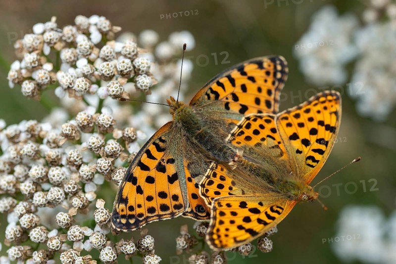 Argynnis Lathonia, Issoria Lathonia, Little Pearl Butterfly, Queen of Spain Fritillary, Butterfly, Insects, Copula, Mating, Butterfly, Butterflies