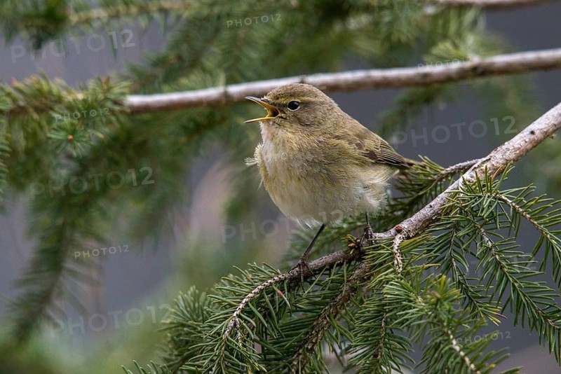 Chiffchaff, phylloscopus collybita, zilpzalp, birds, song, passeri, singing, songbirds, birds