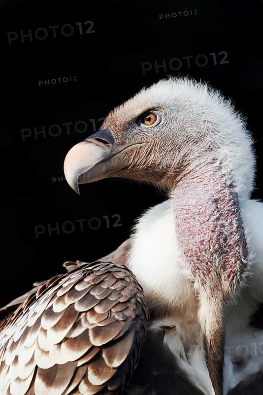 Barred vulture (Gyps rueppelli), portrait, captive, occurrence in Africa