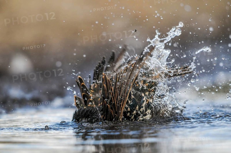 Star, Starling, Sturnus Vulgaris, Bath, Birds, Passeri, Songbirds, Potions, Birds, Watering Place