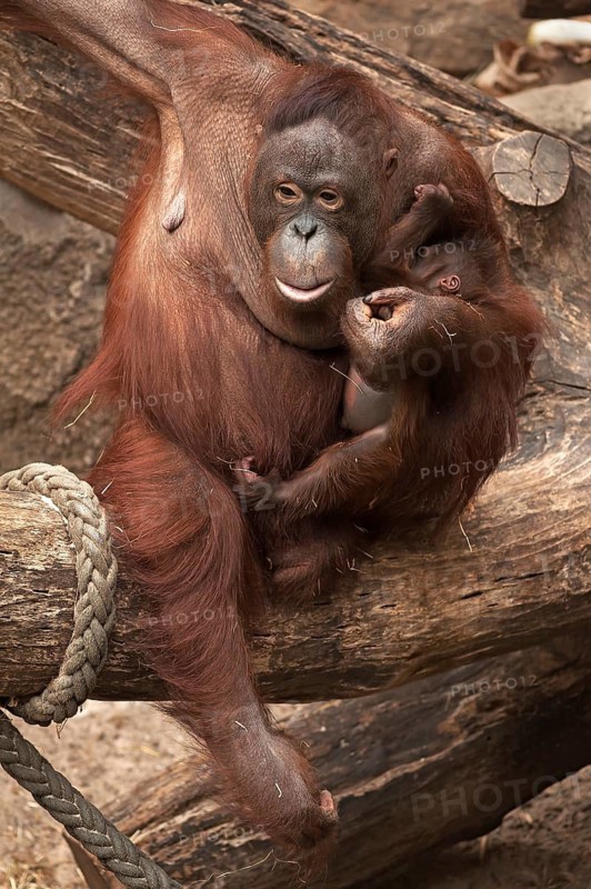 Urangutan (Pongo pygmaeus) with her cub in her arms, captive, Germany