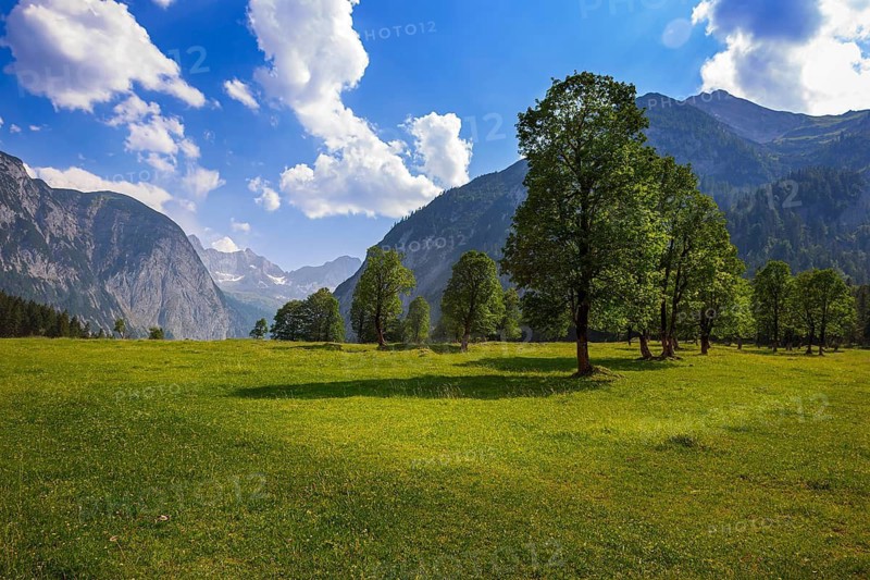 Large maple soil in the Karwendel nature park Park in Rißtal, Hinterriß, Tyrol, Austria