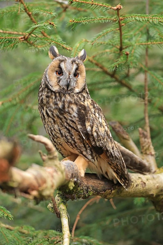Long-eared owl (Asio otus), Neuschönau, Bavaria, Germany