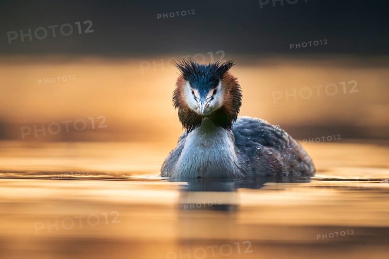 Great Crested Grebe (Podiceps cristatus), at sea at sunset, Zurich, Switzerland