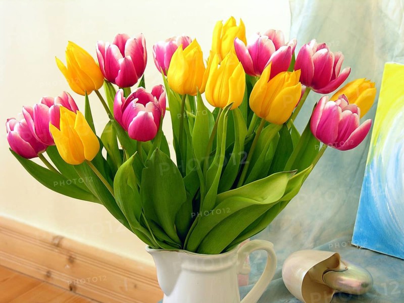 Colourful bouquet of tulips (Tulipan), Germany