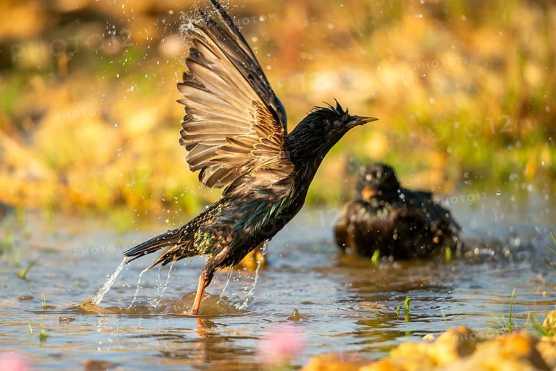 Star, Starling, Sturnus Vulgaris, Bath, Bird Bath, Birds, Passeri, Songbirds, Potion, Birdbath, Birds, Watering Place